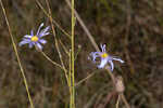 Savannah aster